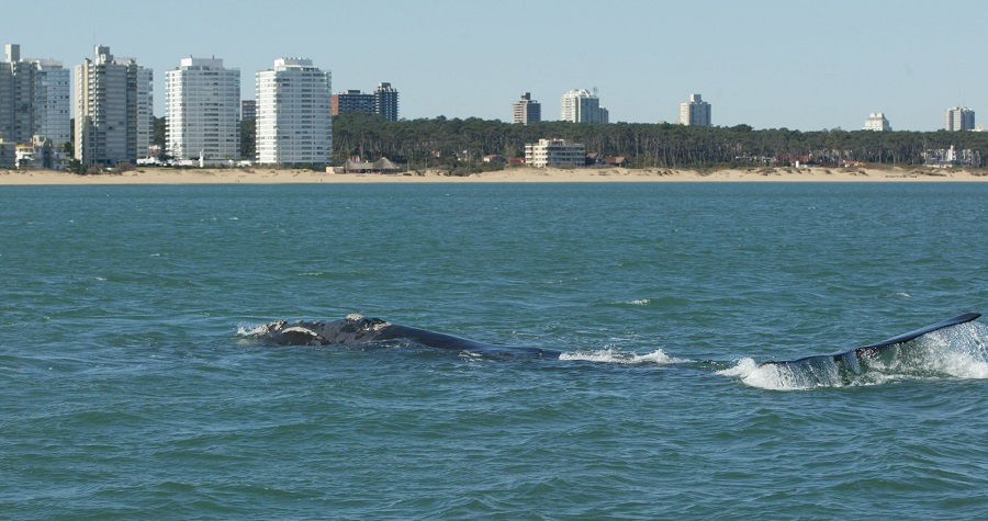 Comienza la temporada de ballenas en Uruguay